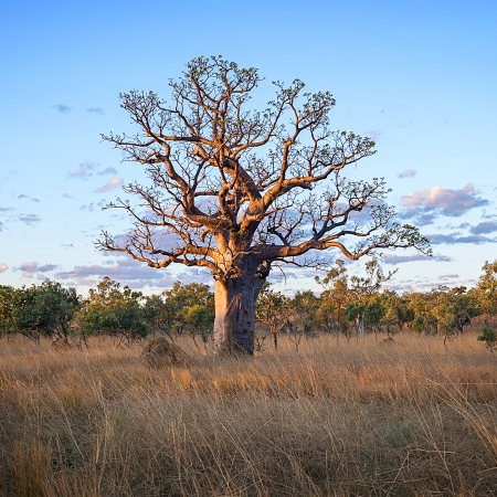 Jason Mazur - 'Boab Tree, Kimberley 032'