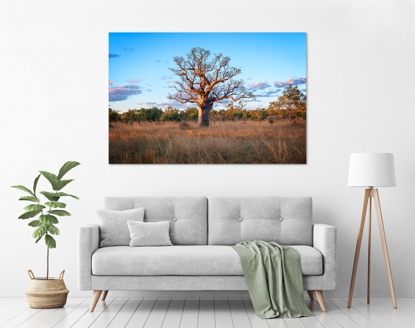 Jason Mazur - 'Boab Tree, Kimberley 032' in a room