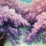 Alex Mo - 'Blossoming Jacaranda Flowers'