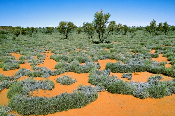 Grevilleas and Spinifex, Central Australia