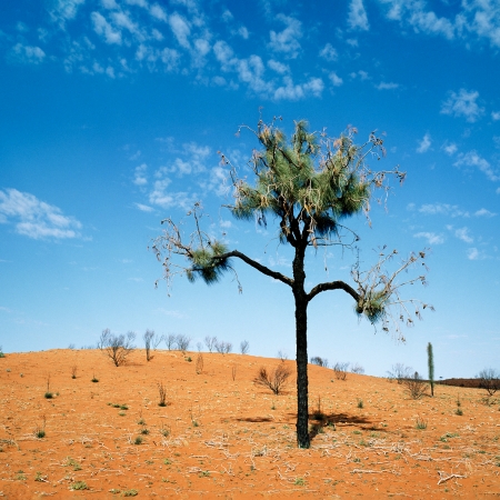 Casuarina Tree, Central Australia
