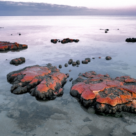 Stromatolites, Hamelin Pool, Shark Bay